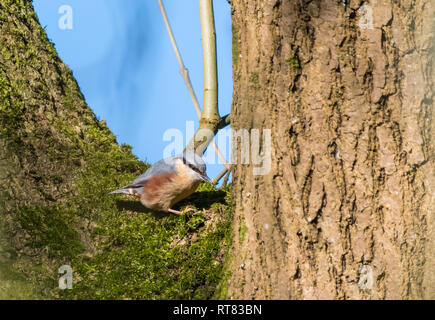 Adult male Eurasian Nuthatch bird (Sitta europaea), AKA Wood Nuthatch, a small passerine bird, on a tree in Winter in West Sussex, UK. Stock Photo