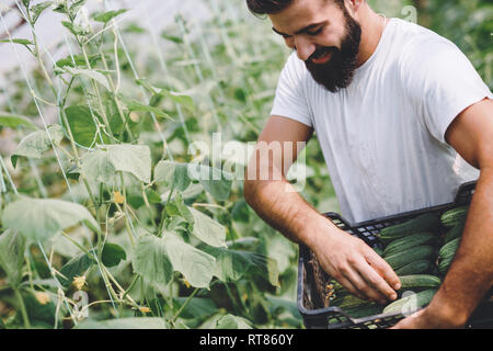 Male farmer picking fresh cucumbers from his hothouse garden Stock Photo