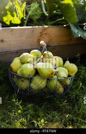 Harvested Williams pears in a wire basket Stock Photo