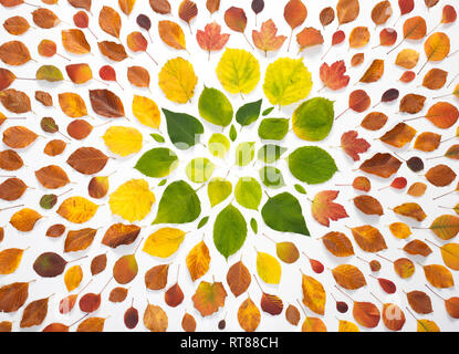 Autumn leaves on white background Stock Photo