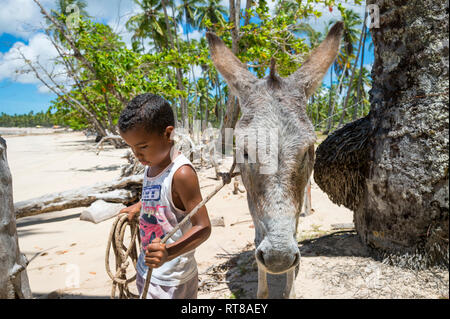 BAHIA, BRAZIL - MARCH 11, 2017: A working mule stands with a young Brazilian boy on the palm fringed shore of a beach in the remote Nordeste region. Stock Photo