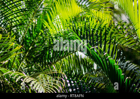 Intertwined green fronds of palm plants filling the frame with a background of natural tropical greenery Stock Photo