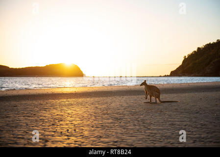 Australia, Queensland, Mackay, Cape Hillsborough National Park, kangaroo on the beach at sunrise Stock Photo