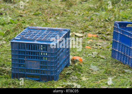 A pair of drawers designed to contain the fruit harvested in the field on the day of collection. Blue plastic crates to hold fruit Stock Photo