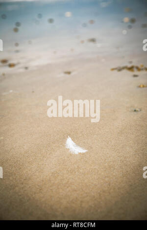 White feather lying on sandy beach Stock Photo