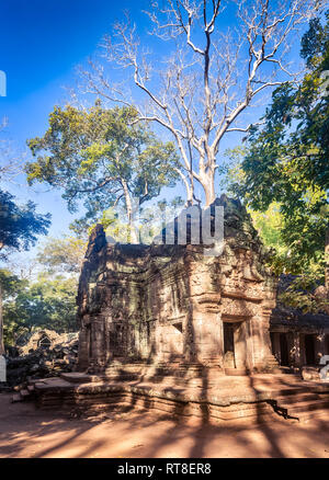 Ta Prohm temple at Angkor. Siem Reap. Cambodia Stock Photo