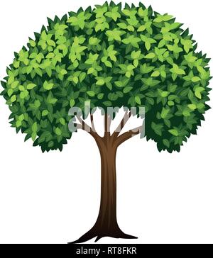 Leafy green tree white background illustration Stock Vector