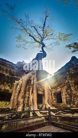 Ta Prohm temple at Angkor. Siem Reap. Cambodia Stock Photo