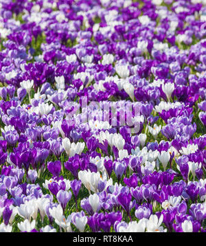 Display of spring crocus, Wisley Gardens. Stock Photo