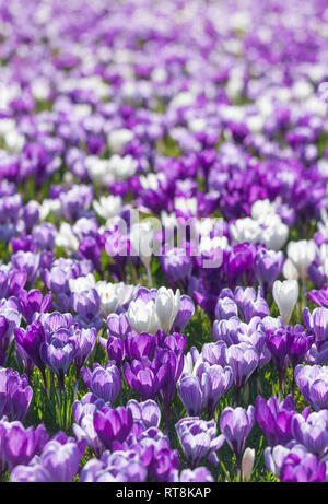 Display of spring crocus, Wisley Gardens. Stock Photo