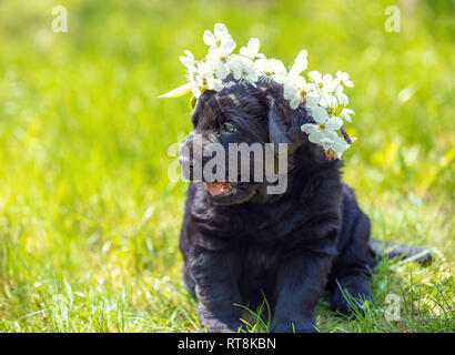 Little funny labrador retriever puppy wearing cherry flower wreath sitting on the grass in spring Stock Photo