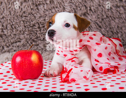 Jack Russell Terrier puppy dog with red apple Stock Photo