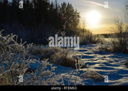 Frost crystals are covering trees and bushes, illuminated by the low winter sun on a cold day in northern Sweden. Stock Photo