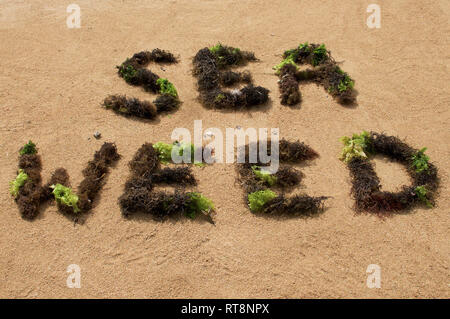 "Seaweed" text composed with brown and green seaweed at Sanur Beach in Bali, Indonesia Stock Photo