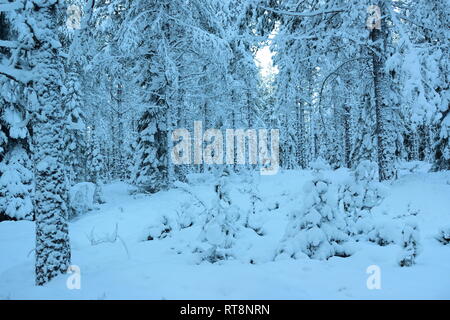 Thick snow is covering the trees in a softwood forest on a cold  winter day. Stock Photo