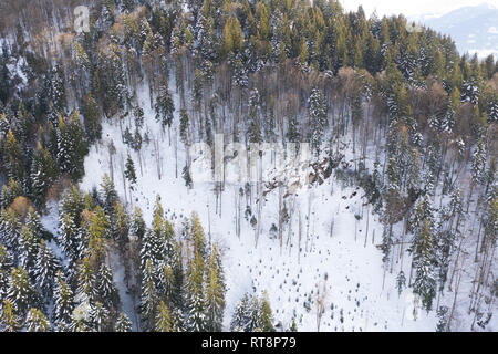 Aerial view of winter snow covered pine forest. Aerial drone view of a winter landscape. Snow covered forest.