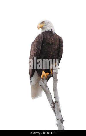 A bald eagle clutches to the top of a broken birch tree branch. Eyes wide open, head titled to the left, the eagle stares into the distance. White bac Stock Photo