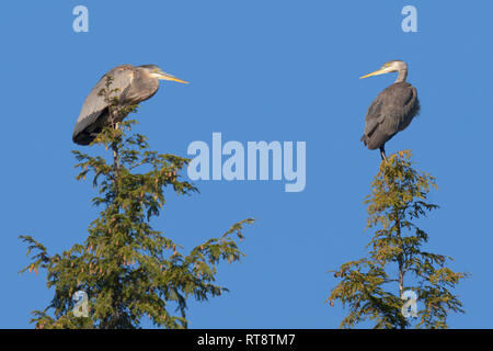A pair of herons look at each other while sitting on top of two pine trees in a  blue sky. Stock Photo