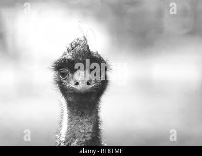Emu Portrait (close up head and face with direct eye contact)