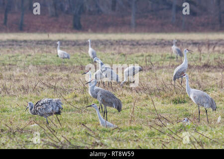 Multiple sandhill cranes, gather in a field of grass in search of food. Stock Photo