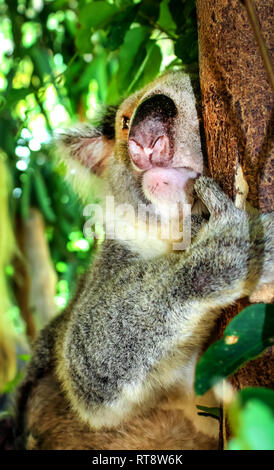 Koala thumbs up in australia waving hand Stock Photo