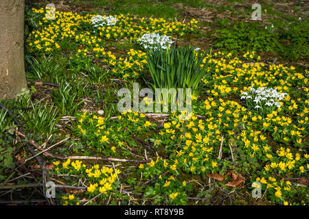 Winter Aconites and snowdrops flowering in an orchard. Stock Photo