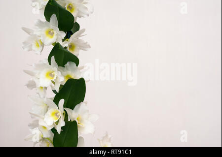 Orchid plant, Dendrobium Nobile, Spring Dream, Apollon, pictured against a plain light background. Stock Photo
