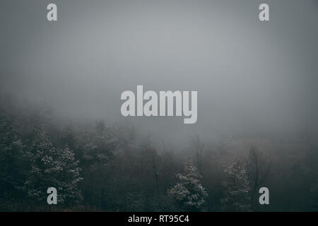 A fogy forest Stock Photo