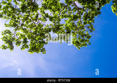 Freshness leaves on blue sky and sunlight background Stock Photo