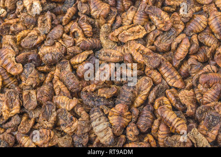 Dried pupae of Silkworm / Bombyx mori which are eaten and a popular ...