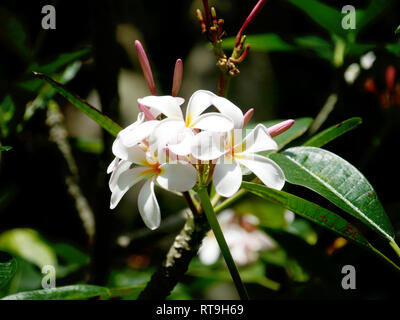 White and yellow flower blossoming Stock Photo