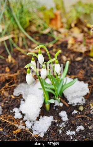 Tiny white snowdrop galanthus flowers in bloom emerge through the ground and snow in winter Stock Photo