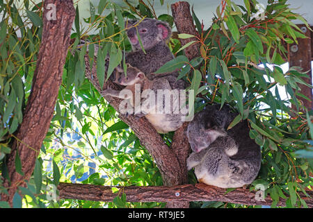 A mother koala with a baby joey in the pouch on a eucalyptus gum tree in Australia Stock Photo
