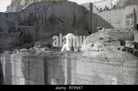 1950s, historical, a polar bear in his man-made concrete hillside enclosure at Edinburgh Zoo, Scotland. Opened to the public in 1913, the Zoo is the only one with a Royal Charter in the UK, following a visit by HRH King George VI Stock Photo