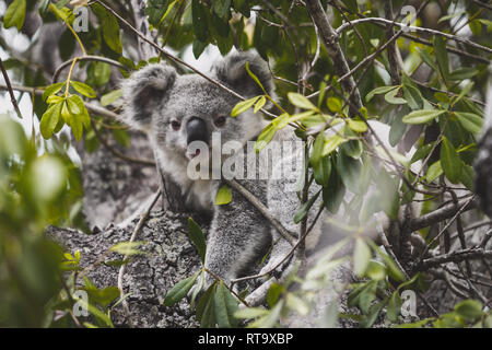 koala bear Stock Photo