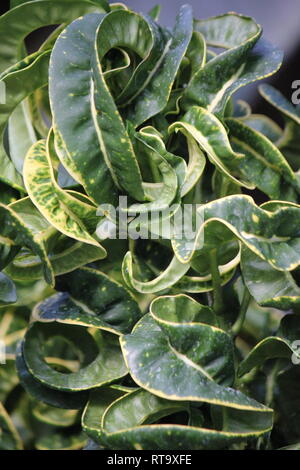Beautiful cultivated Curly Leaf Croton, Croton Curly Boy, croton variegatum, plant, growing in the meadow. Stock Photo