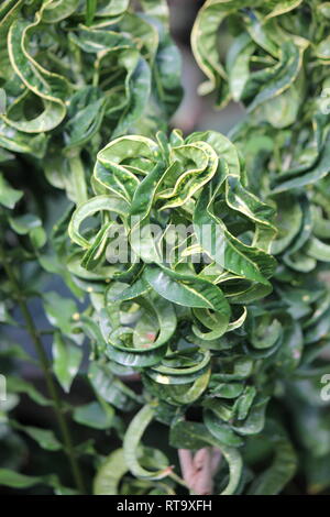 Beautiful cultivated Curly Leaf Croton, Croton Curly Boy, croton variegatum, plant, growing in the meadow. Stock Photo