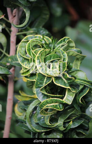 Beautiful cultivated Curly Leaf Croton, Croton Curly Boy, croton variegatum, plant, growing in the meadow. Stock Photo