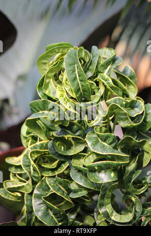 Beautiful cultivated Curly Leaf Croton, Croton Curly Boy, croton variegatum, plant, growing in the meadow. Stock Photo