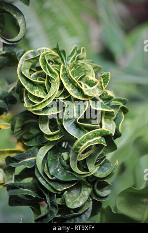 Beautiful cultivated Curly Leaf Croton, Croton Curly Boy, croton variegatum, plant, growing in the meadow. Stock Photo