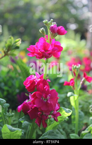 Beautiful cultivated bright pink Matthiola incana flowering plant growing in the flower garden. Stock Photo