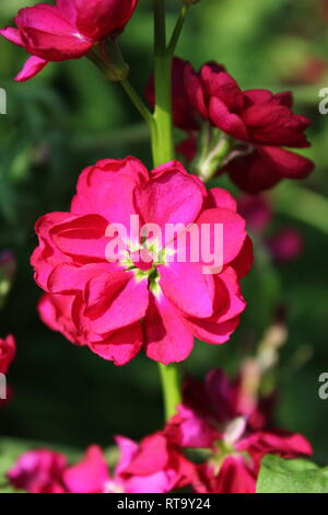 Beautiful cultivated bright pink Matthiola incana flowering plant growing in the flower garden. Stock Photo