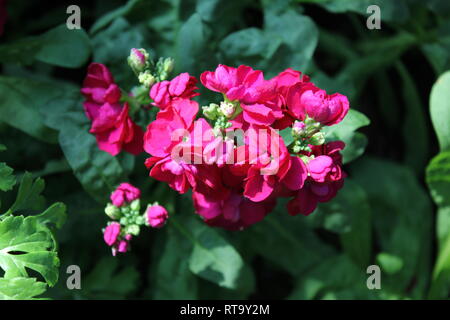 Beautiful cultivated bright pink Matthiola incana flowering plant growing in the meadow. Stock Photo