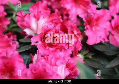 Beautiful cultivated flowering orchid pink azalea phoenicia rhododendron  plant growing in the flower garden. Stock Photo