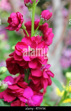 Beautiful cultivated bright pink Matthiola incana flowering plant growing in the garden. Stock Photo