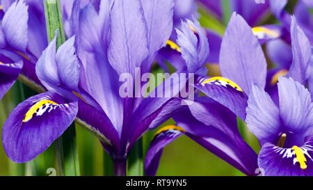 Iris reticulata 'Harmony' Stock Photo