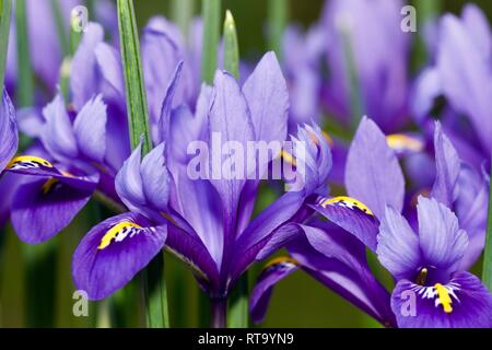 Iris reticulata 'Harmony' Stock Photo