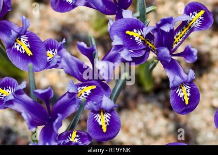 Iris reticulata 'Harmony' Stock Photo