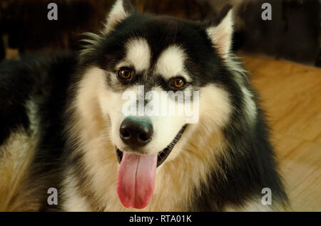 Close up picture of an adolescence black and white Siberian Husky dog is looking at the camera and laying down on the floor. Stock Photo