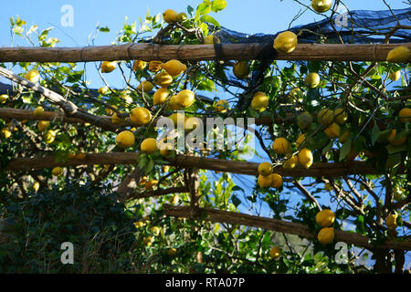 Lemon Tree in Pucara, Tramonti, Amalfi coast, Campania, Italy Stock Photo